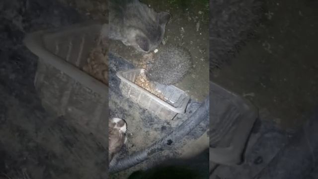 Пришёл...увидел...победил