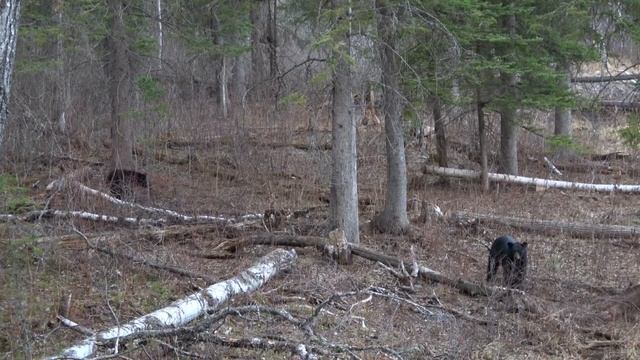 World Record Bear Caught on Camera! - WATCH TO THE END! смотреть онлайн