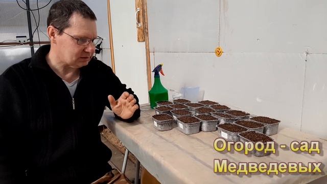 Замачивание, посев и всходы перцев и баклажанов смотреть онлайн