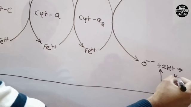 Electron transport chain | ETS | Oxidative phosphorylation | Aerobic Respiration | Bio | Kishor Sir смотреть онлайн