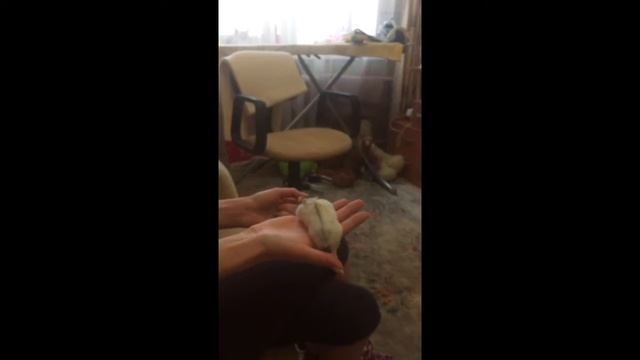 Летающий хомяк смотреть онлайн