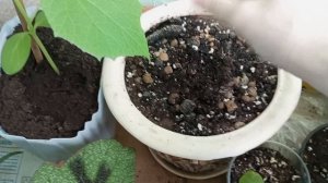 Как легко вырастить огурцы на балконе. Пошаговая инструкция