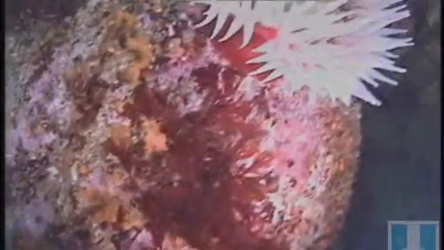 Fish-Eating Anemones 2 смотреть онлайн