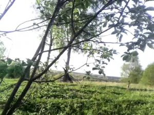 Поиск монет, старая деревня. Радость от первых находок.