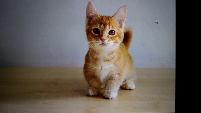 Топ самых умных пород котиков