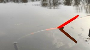 САДКИ ЛОМЯТСЯ ОТ РЫБЫ - КАРАСИ МОНСТРЫ, САЗАНЫ!!!! РЫБАЛКА НА ПОПЛАВОК ВЕСНОЙ