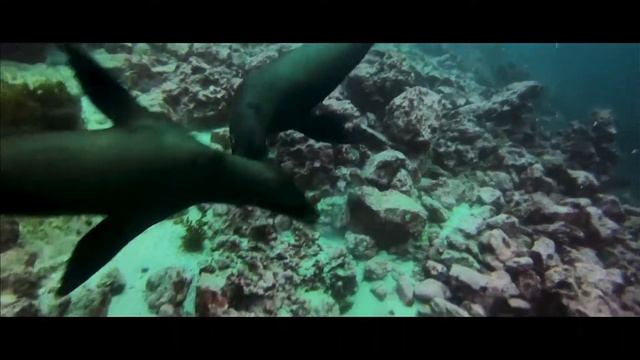 Galapagos diving with a whole colony of seals at Espanola Island смотреть онлайн