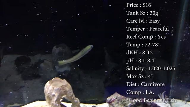 All About The Bar Goby or Zebra Barred Dartfish смотреть онлайн