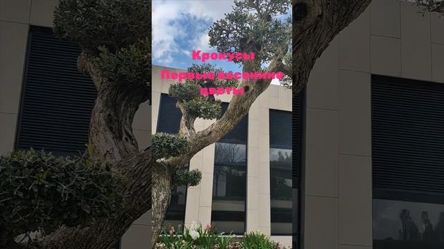 Первые цветы гиацинты и необычные деревья украшают парк. смотреть онлайн