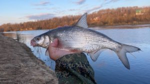 СЫРТЬ ПОШЛА! Ловля сырти на фидер на реке Луга | Весенняя рыбалка 2022