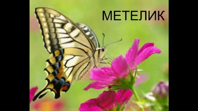 Про комах смотреть онлайн