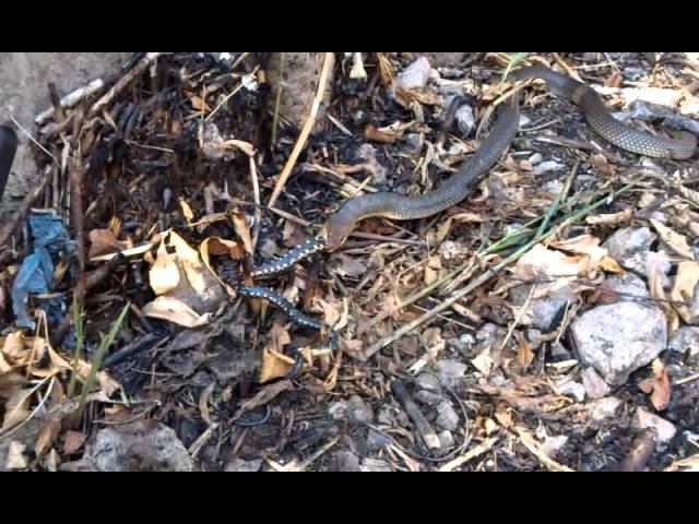 Завтрак гадюки! смотреть онлайн