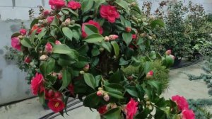 Камелия японская посадка и уход.