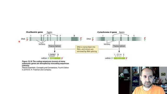 BIOL2416 Chapter 10 - Transcription and RNA Processing смотреть онлайн
