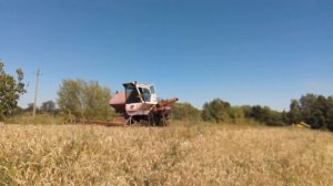 Уборка пшеницы на комбайне НИВА СК-5-М1