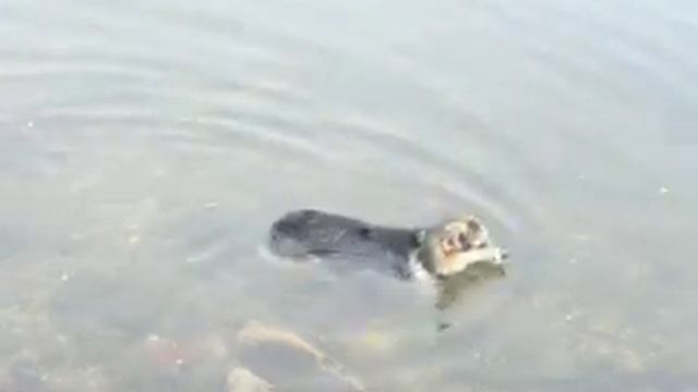 Daisy the water dog смотреть онлайн