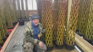 Плетёные деревья из ивы (Датские корни)