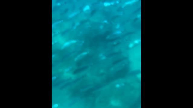 Рыбы Средиземного моря - Подводная съемка смотреть онлайн