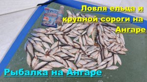 Ловля ельца и крупной сороги на Ангаре. Рыбалка на Ангаре