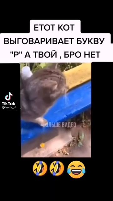 смешной кот ,,,,,подписывайся ❤️ смотреть онлайн