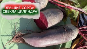 НАПРАСНО СВЕКЛУ ЦИЛИНДРУ МАЛО КТО СЕЕТ. ЛУЧШИЕ СОРТА СВЕКЛЫ ЦИЛИНДРЫ