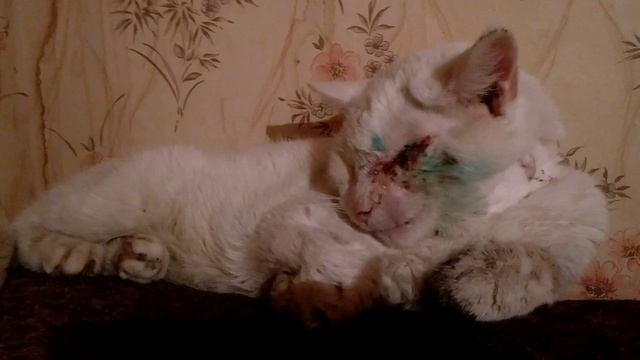 Привезли кота без глаза из клиники после попадания под машину смотреть онлайн