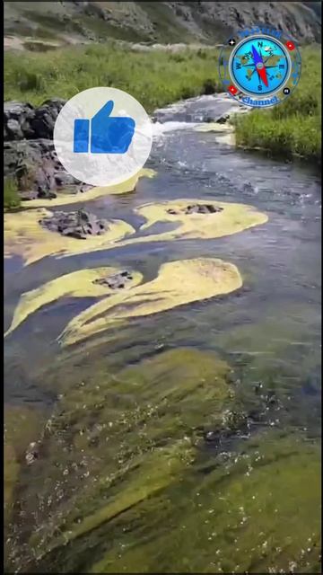 Родная Селета