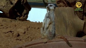 Весна на ферме Джимми. Анонс. Канал В Мире Животных