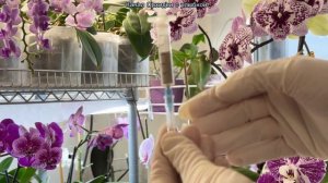 Раствор АКТАРЫ хранить нельзя. Что же теперь делать?