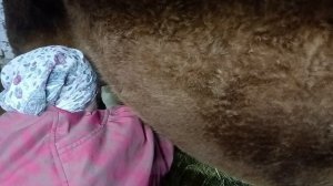 Нормализуем молоко. Вечерняя дойка