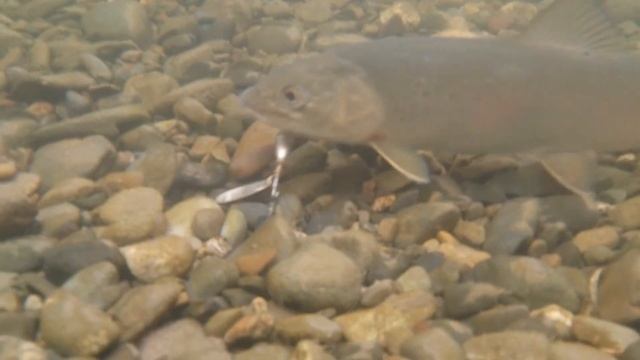 Орхон гол.Orkhon river.2014-8-6 смотреть онлайн