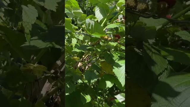 raspberries смотреть онлайн