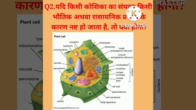 यदि किसी कोशिका का संघटन किसी भौतिक अथवा रासायनिक प्रभाव के कारण नष्ट हो जाता है, तो क्या होगा?clas смотреть онлайн