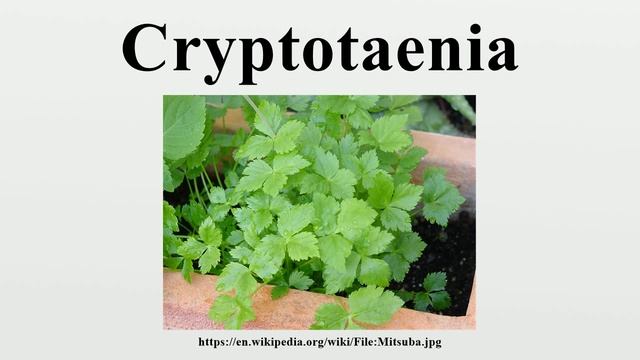 Cryptotaenia смотреть онлайн