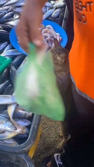 See how a cat steal fish from shop #shorts#catshorts#meowmeow#fish#viralshorts#cats#new#recentviral смотреть онлайн