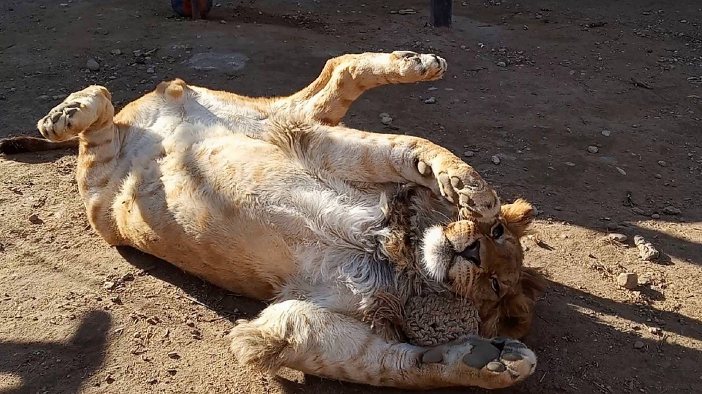 ШЕРХАН - лев релакс, у ПОРША нашли вымя. НОВОСТИ и разговор с сотрудником. (2 выпуск) смотреть онлайн