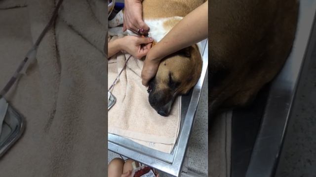Dogdag #9 blood donation смотреть онлайн