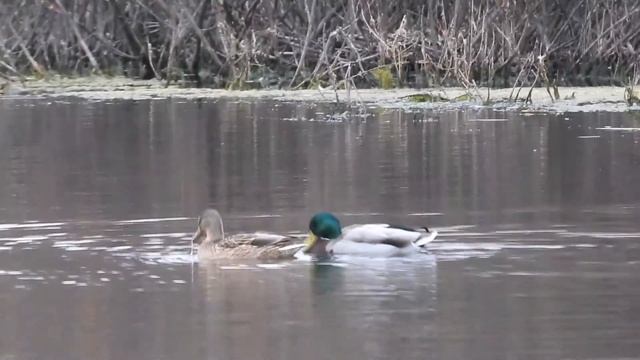 Вот так кряквы смотреть онлайн