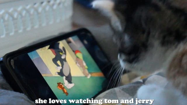 Baby Kitten loves Watching Tom & Jerry l Crazycatish смотреть онлайн