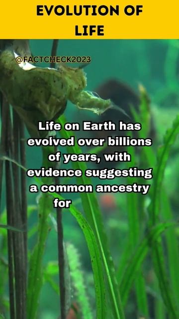 The Journey of Life: Unraveling the Evolutionary Odyssey смотреть онлайн