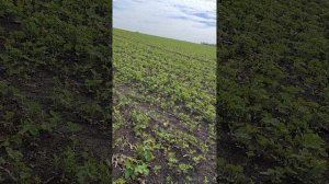 кломазон+бентазон обработка сои