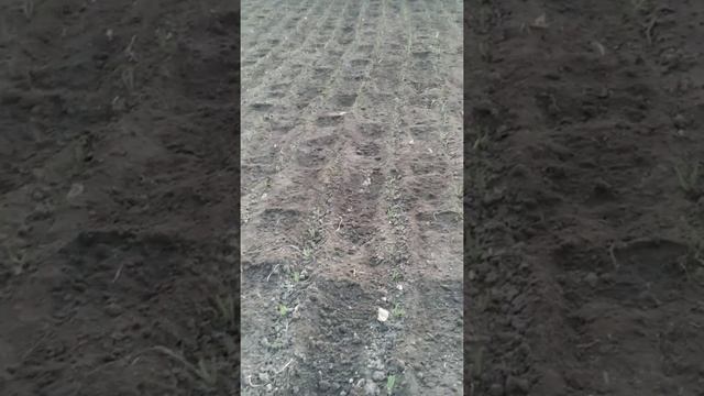 Прополка озимого чеснока на 10 марта 2019 год. смотреть онлайн