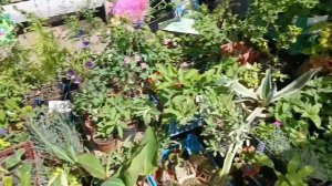 Обзор цветочного рынка в Ростове-на-Дону! 1 мая 2024г.