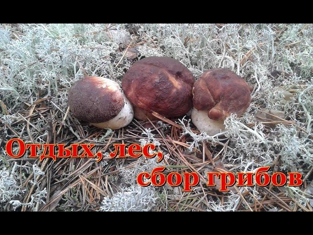 Отдых, лес, сбор грибов. смотреть онлайн