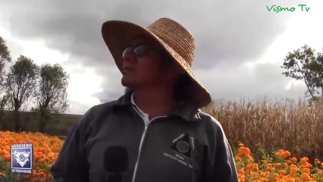 Vendedores de flores reportan buenas ventas durante los días de muertos смотреть онлайн