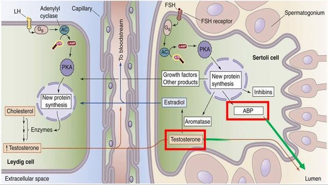 Hormones of the Testes смотреть онлайн