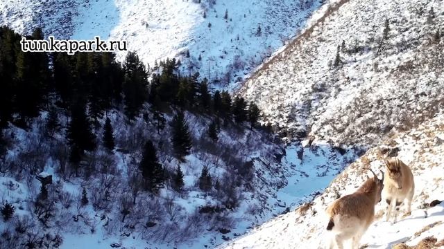 Камеры Тункинского национального парка зафиксировали забавные потасовки годовалых малышей. смотреть онлайн