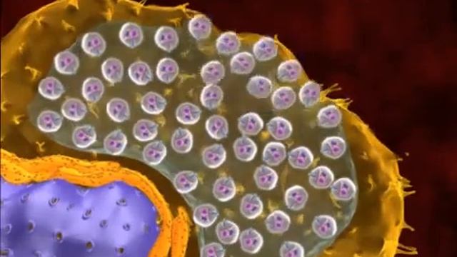 Leishmania life cycle iside human host смотреть онлайн