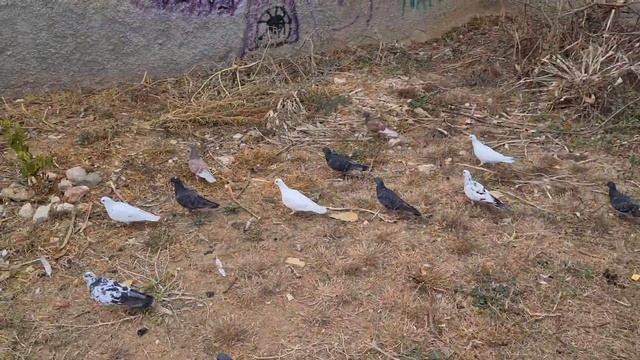 КОТИК на ПРОГУЛКЕ 💋|| #кот #cat #animals #коты #кошки #вислоухий #британские смотреть онлайн