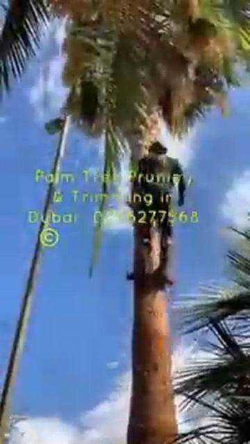 Washintonea Palm Tree Pruning in Dubai - UAE 0526277568 смотреть онлайн